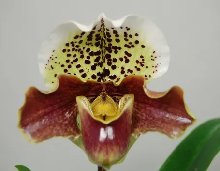 orchidee paphiopedilum