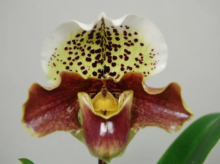 orchidee paphiopedilum