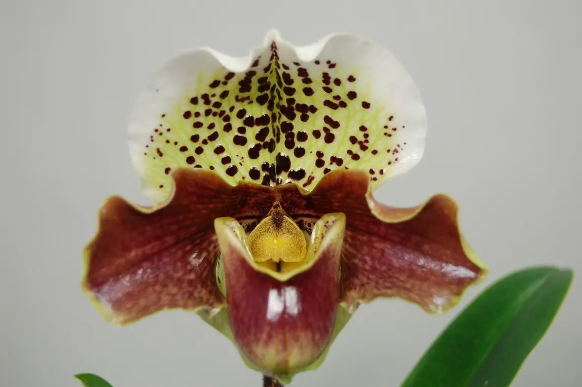 orchidee paphiopedilum