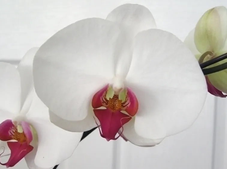 orchidee phalaenopsis-3