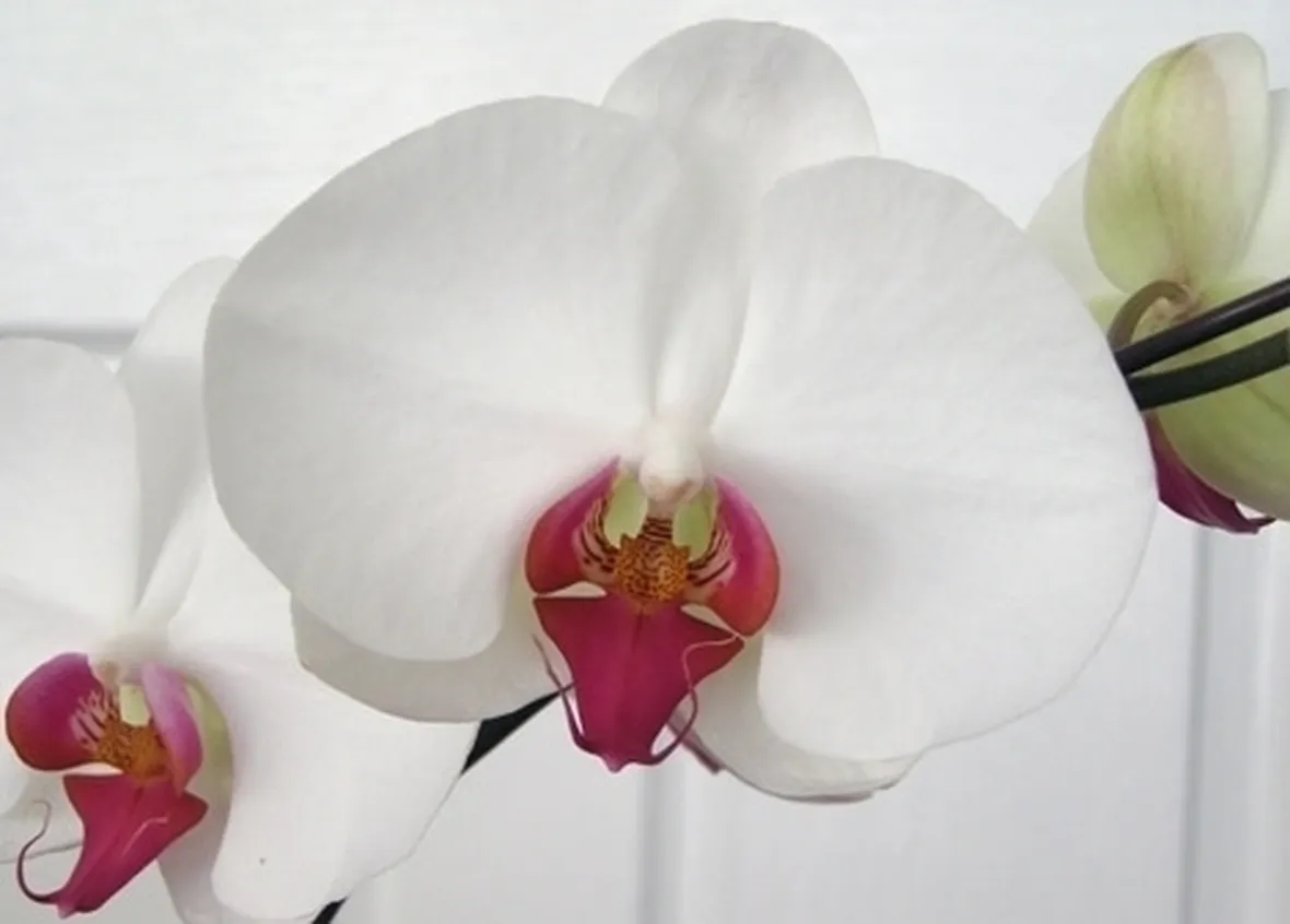 orchidee phalaenopsis-3
