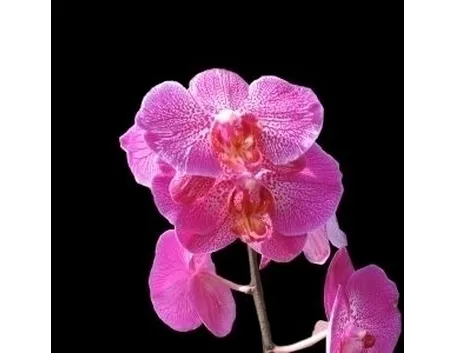 orchidee phalaenopsis-4