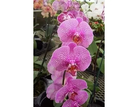 orchidee phalaenopsis-5