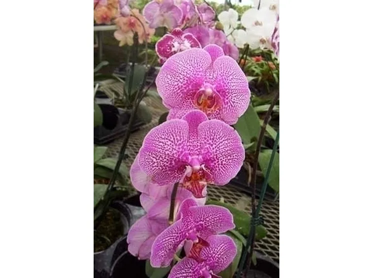orchidee phalaenopsis-5