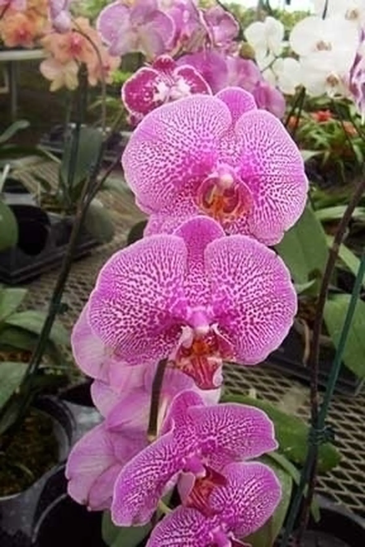 orchidee phalaenopsis-5