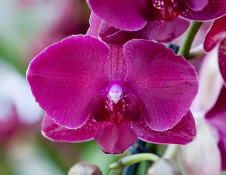 orchidee phalaenopsis