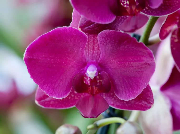 orchidee phalaenopsis