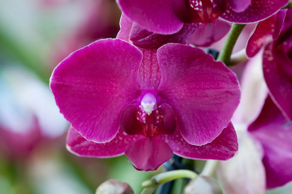 orchidee phalaenopsis