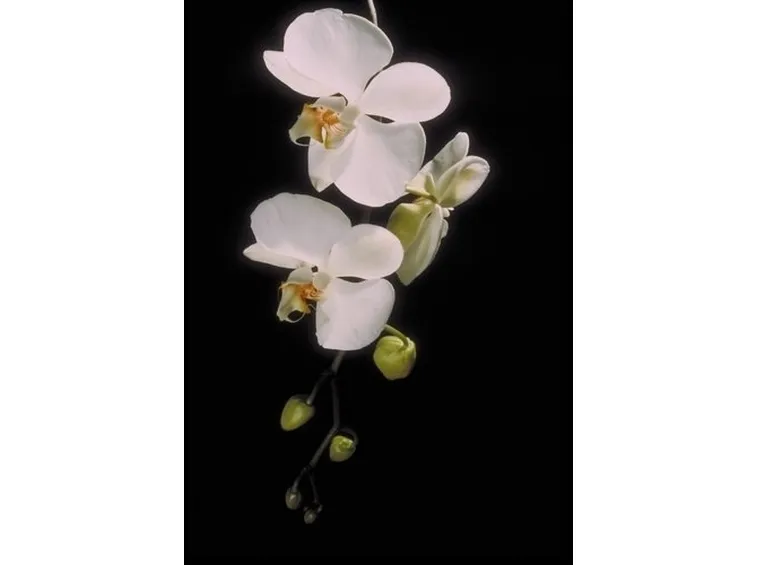 orchidee phalaenopsis-7