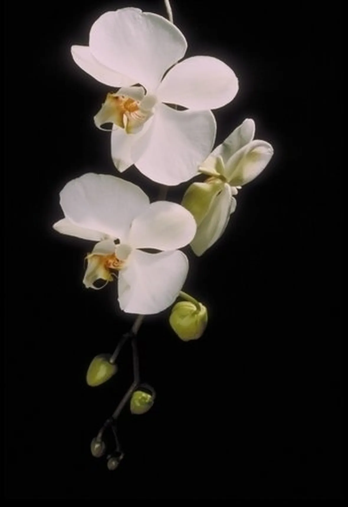 orchidee phalaenopsis-7