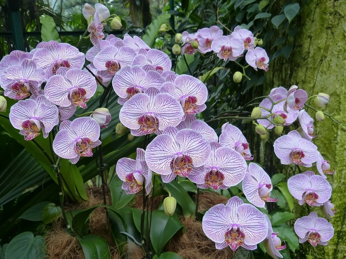orchidee phalaenopsis
