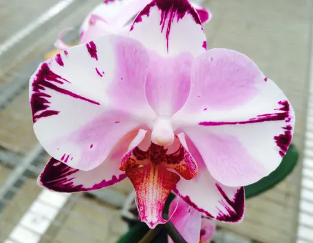 orchidee phalaenopsis