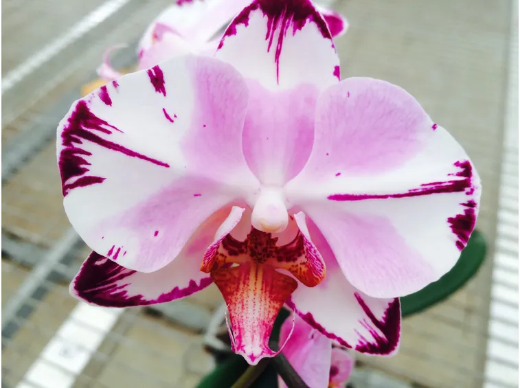 orchidee phalaenopsis