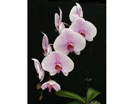 orchidee phalaenopsis