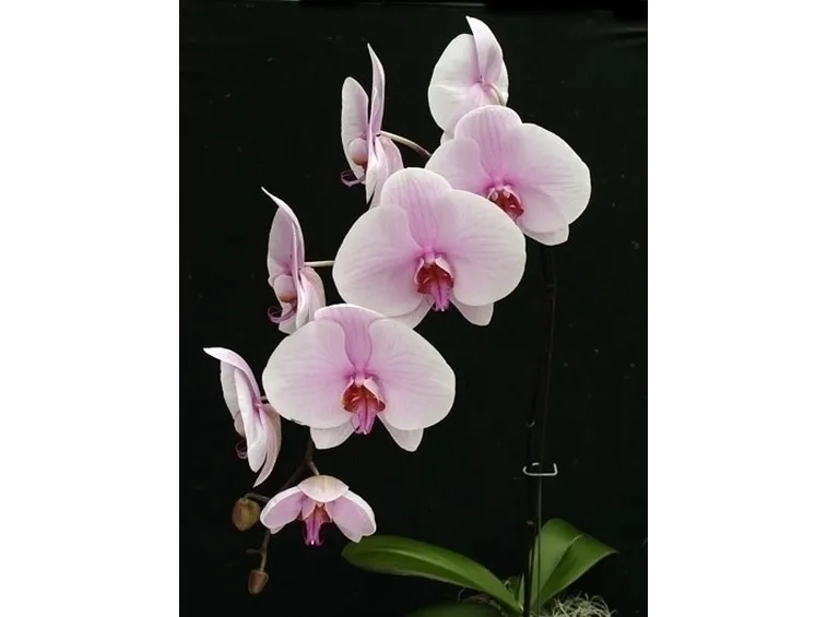orchidee phalaenopsis