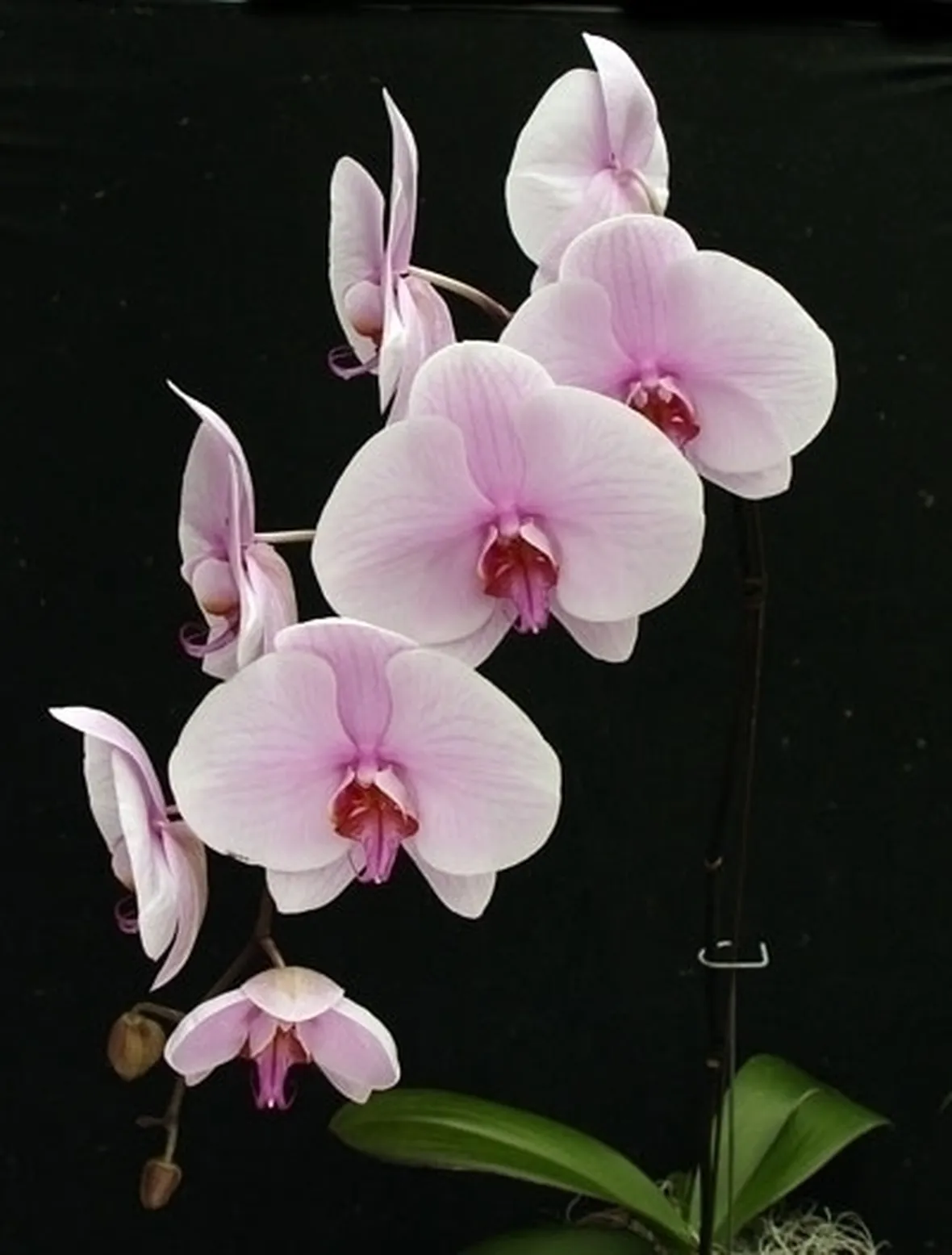 orchidee phalaenopsis