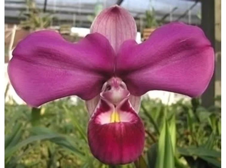 orchidee phragmipedium-1