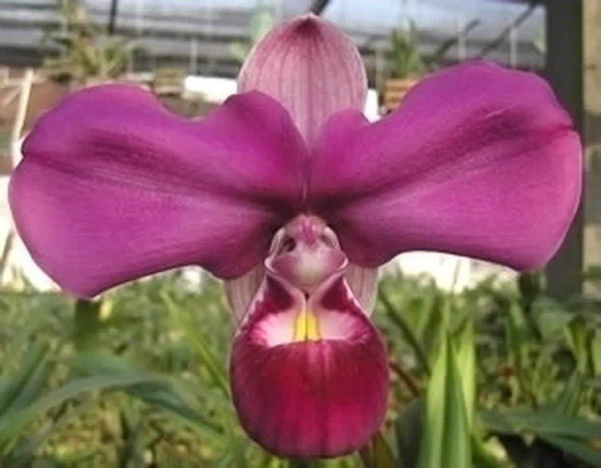 orchidee phragmipedium-1