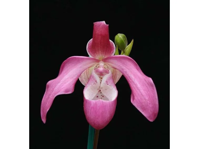 orchidee phragmipedium-2
