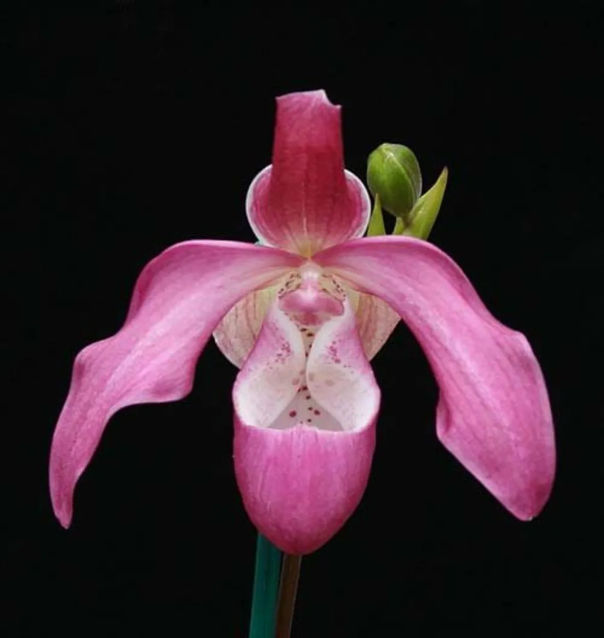 orchidee phragmipedium-2