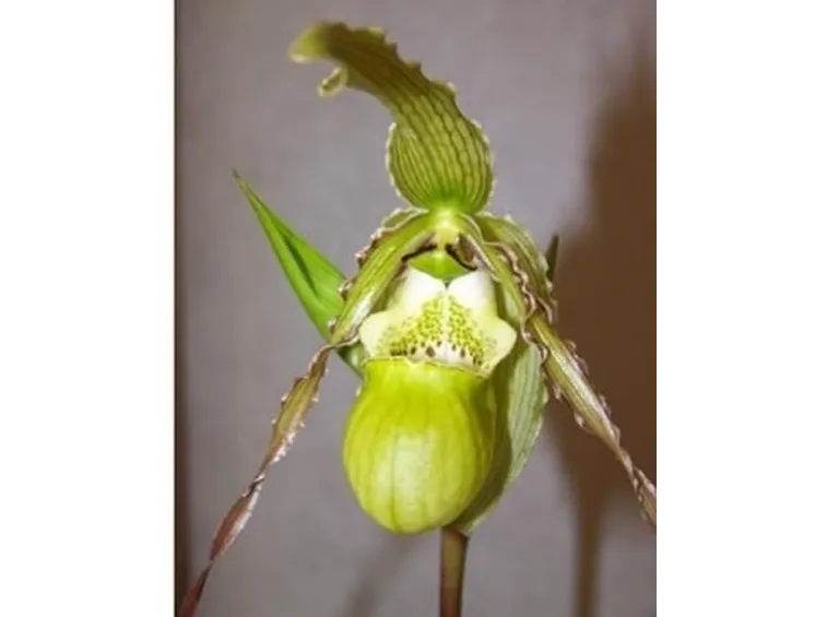 orchidee phragmipedium-3
