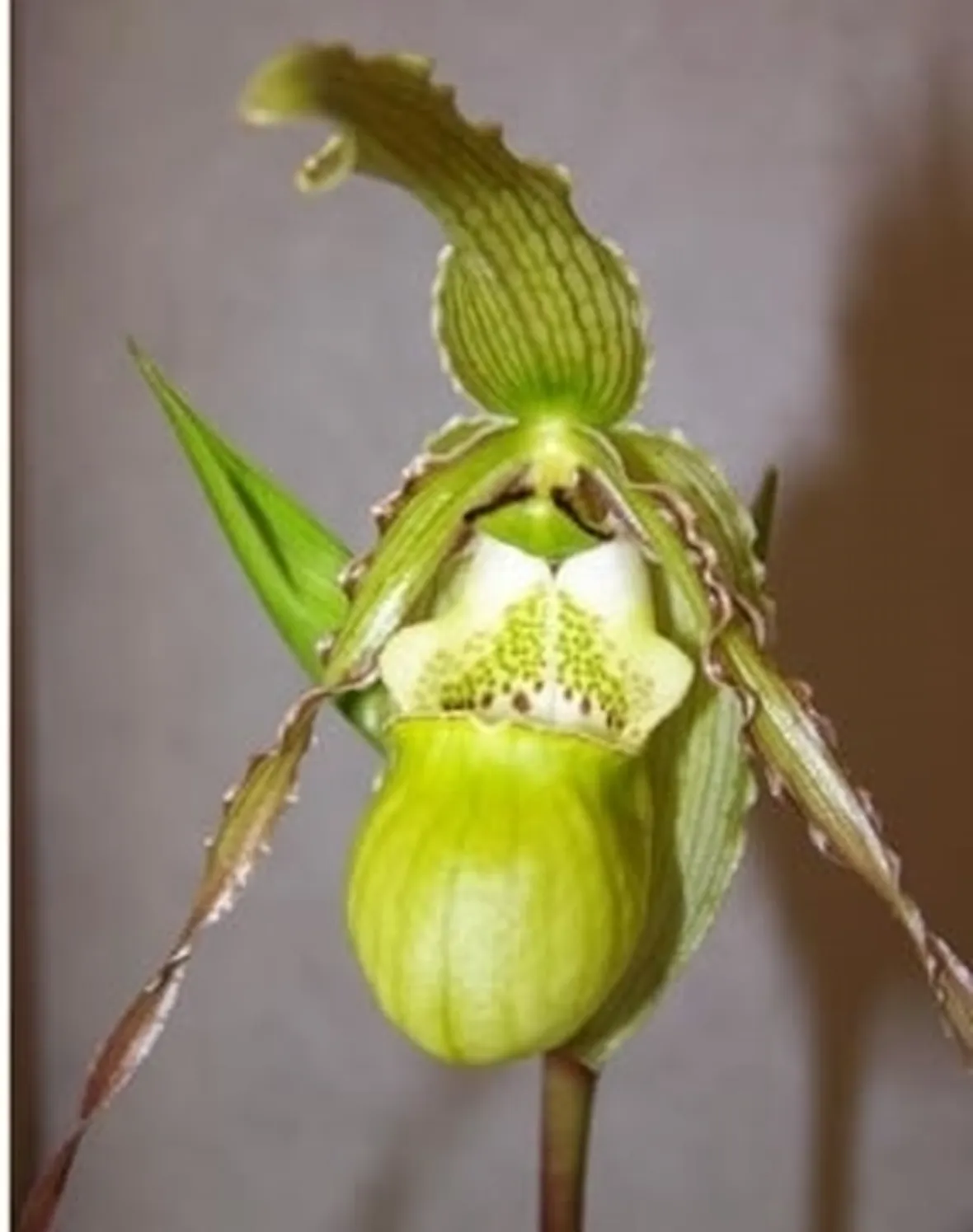 orchidee phragmipedium-3