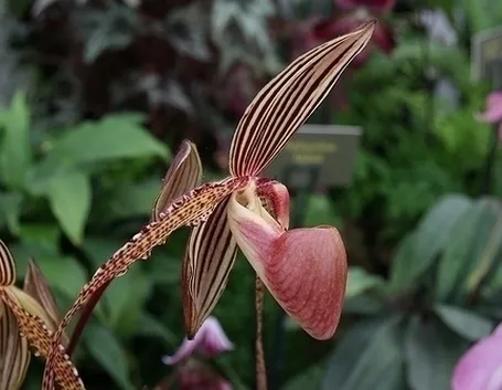 orchidee phragmipedium-4