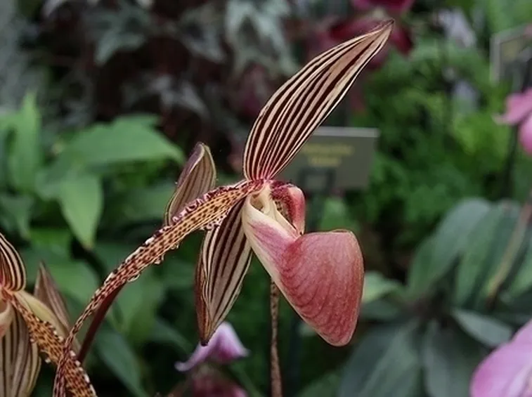 orchidee phragmipedium-4
