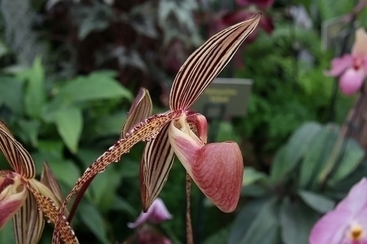 orchidee phragmipedium-4