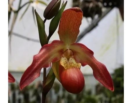 orchidee phragmipedium-5