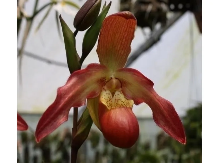 orchidee phragmipedium-5