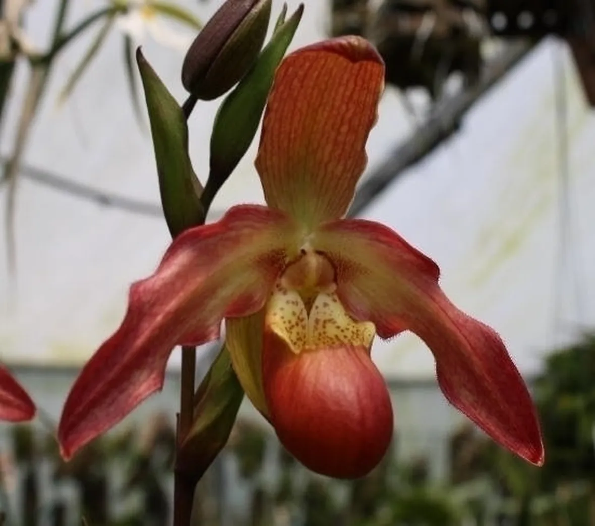 orchidee phragmipedium-5