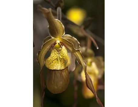 orchidee phragmipedium-6