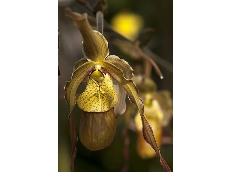 orchidee phragmipedium-6