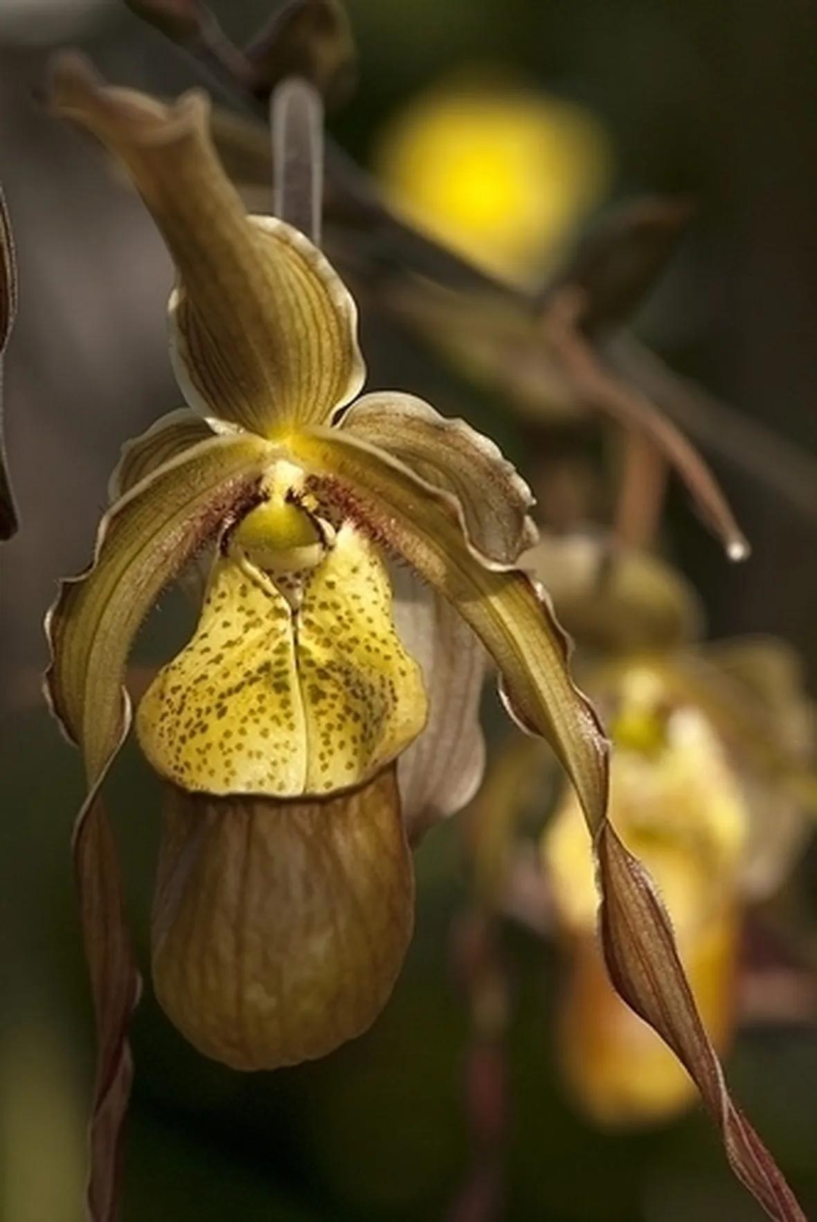 orchidee phragmipedium-6