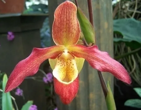 orchidee phragmipedium-7