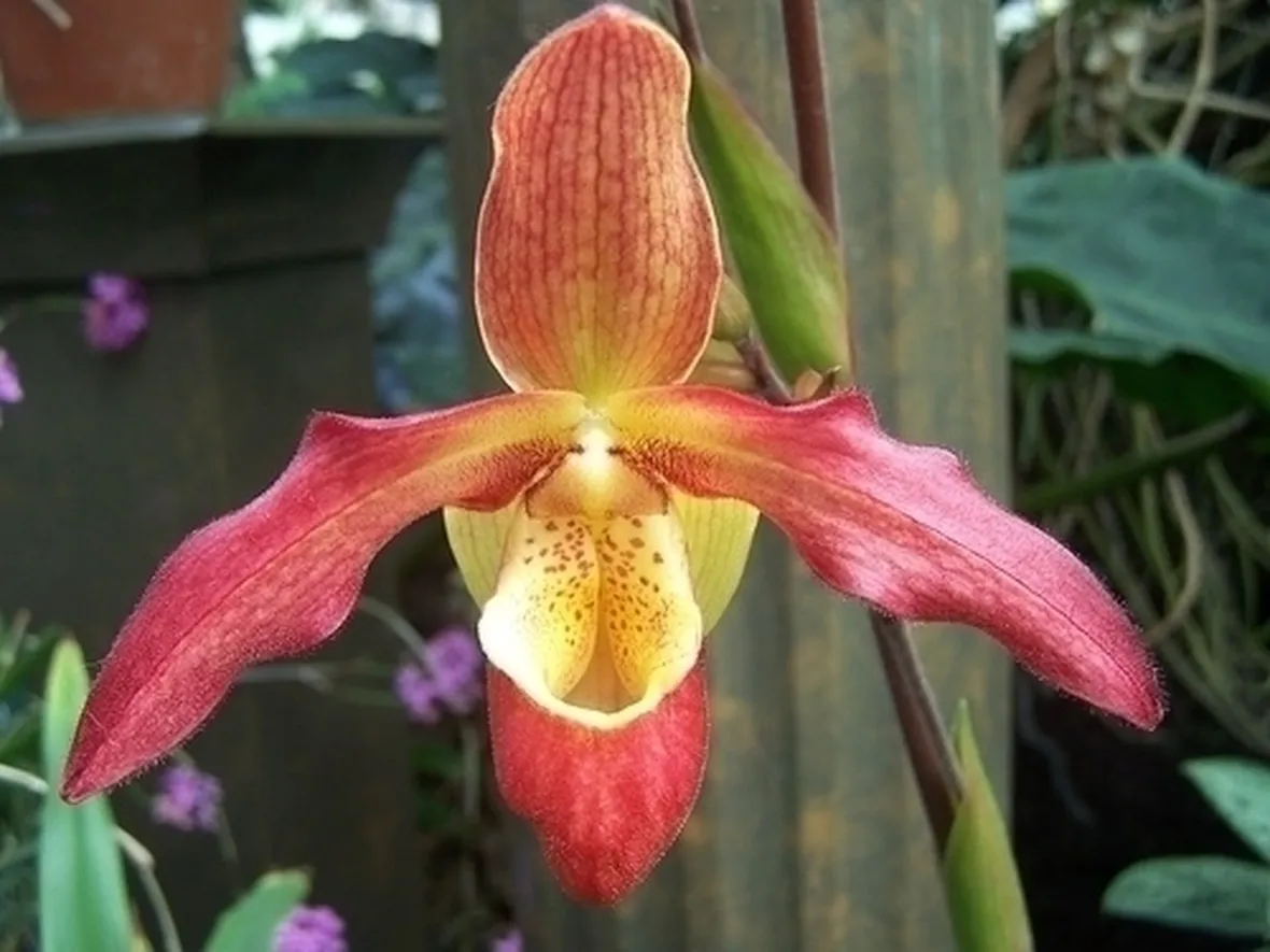 orchidee phragmipedium-7