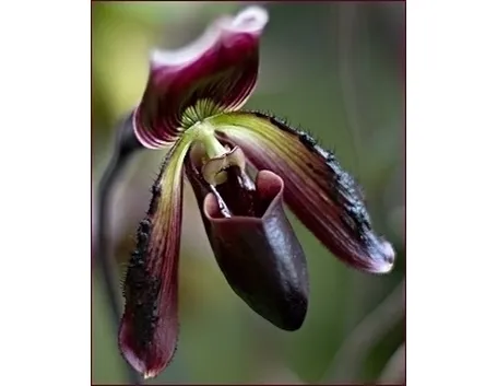 orchidee phragmipedium-8