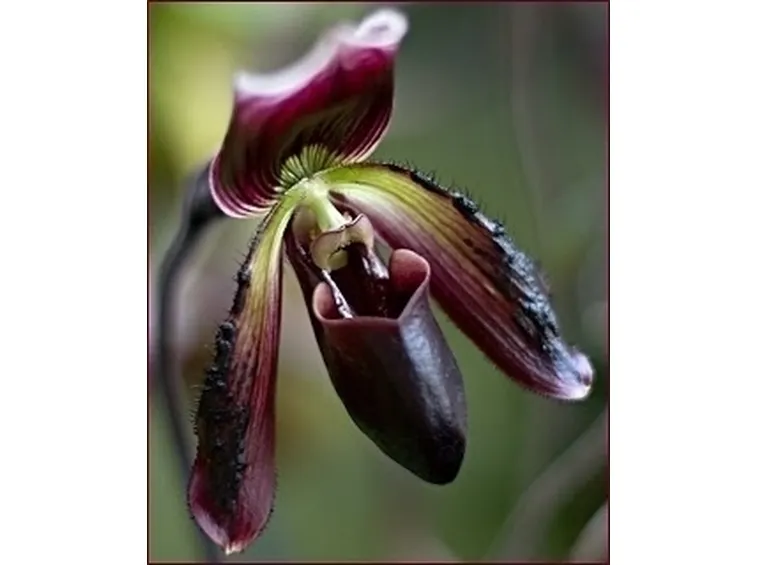 orchidee phragmipedium-8