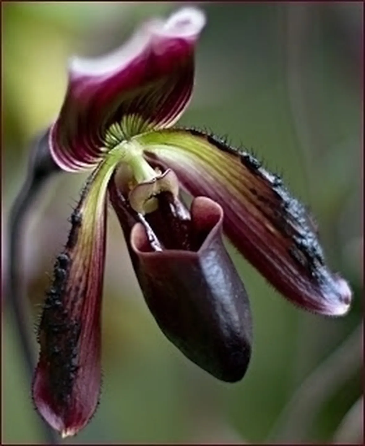 orchidee phragmipedium-8