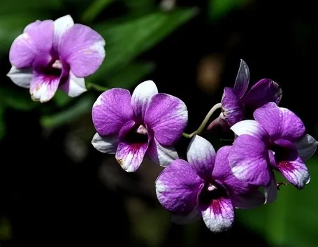 orchidee phragmipedium-9