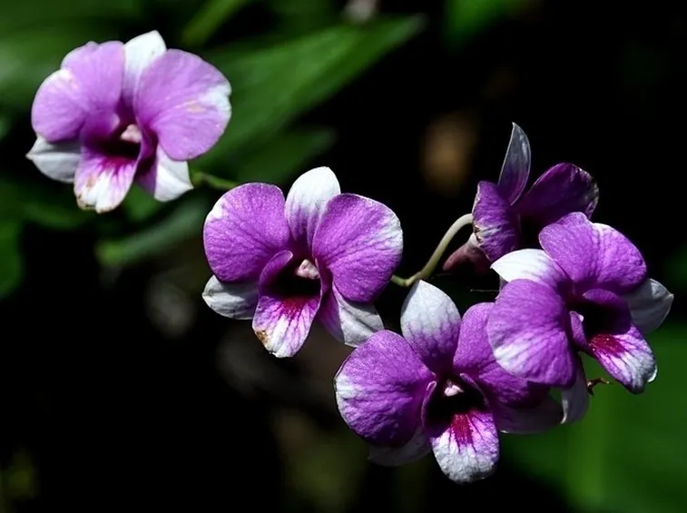 orchidee phragmipedium-9