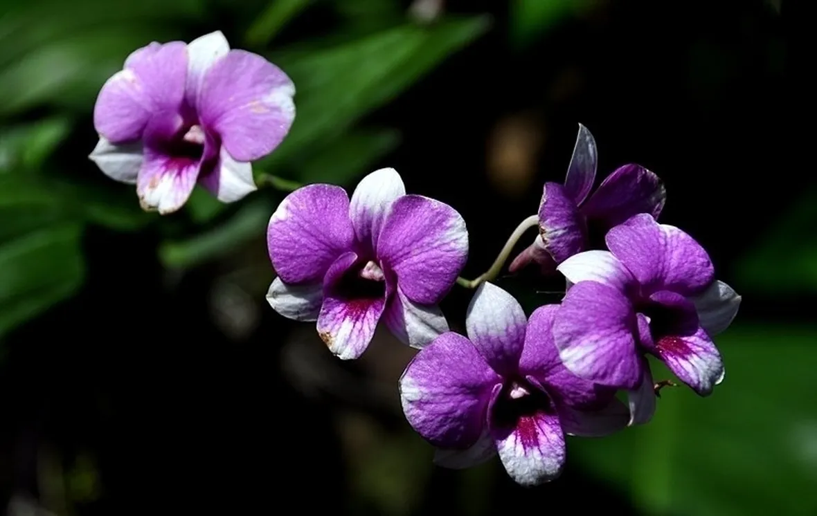 orchidee phragmipedium-9