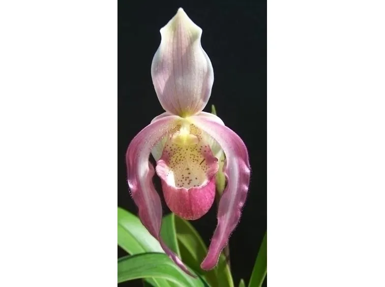 orchidee phragmipedium
