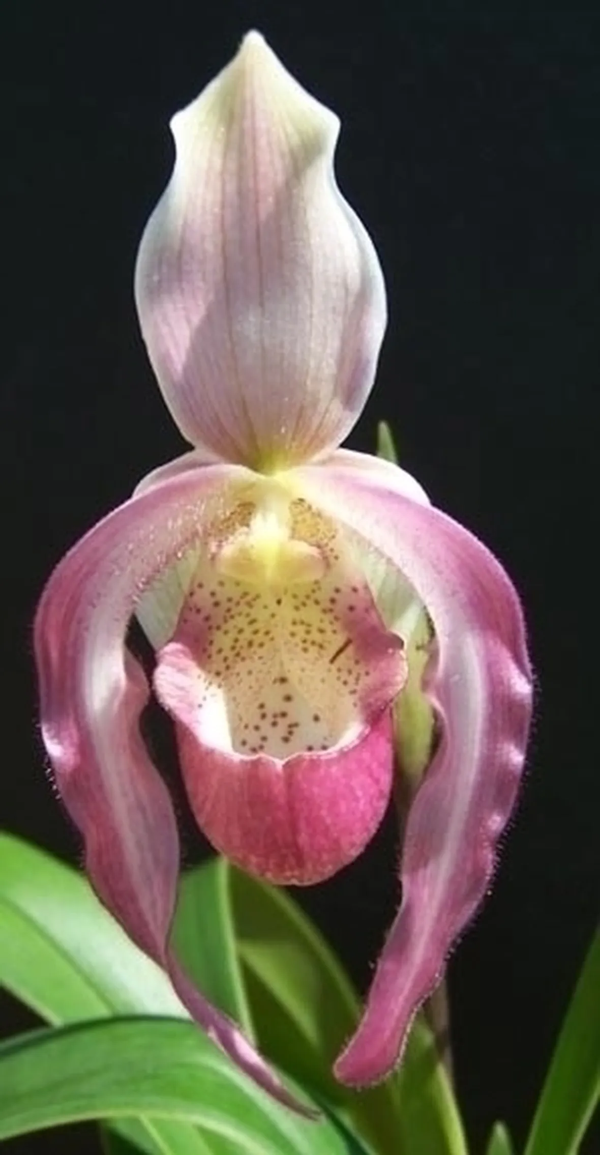 orchidee phragmipedium