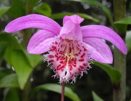 orchidee pleione