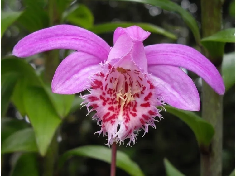 orchidee pleione