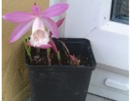 orchidee pleione-2