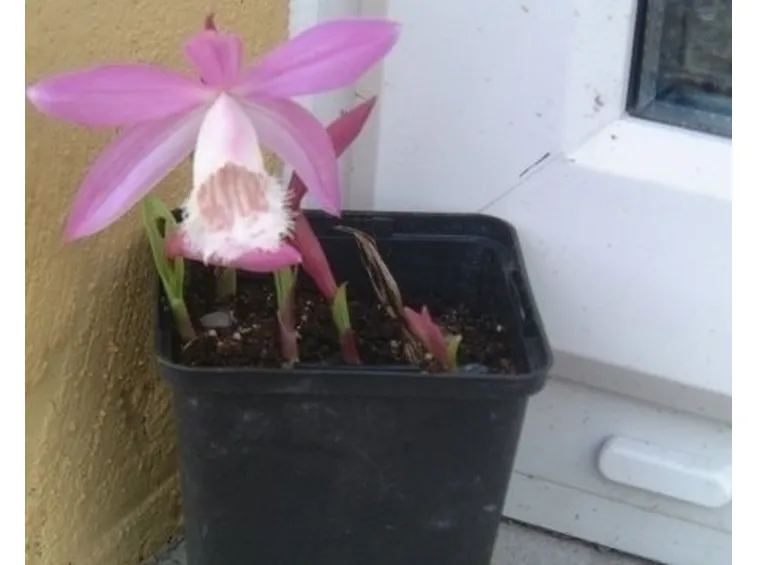 orchidee pleione-2