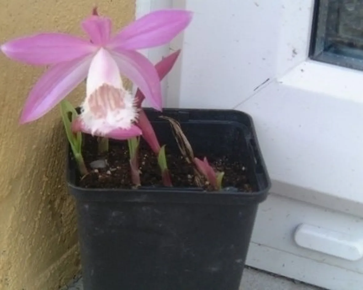 orchidee pleione-2